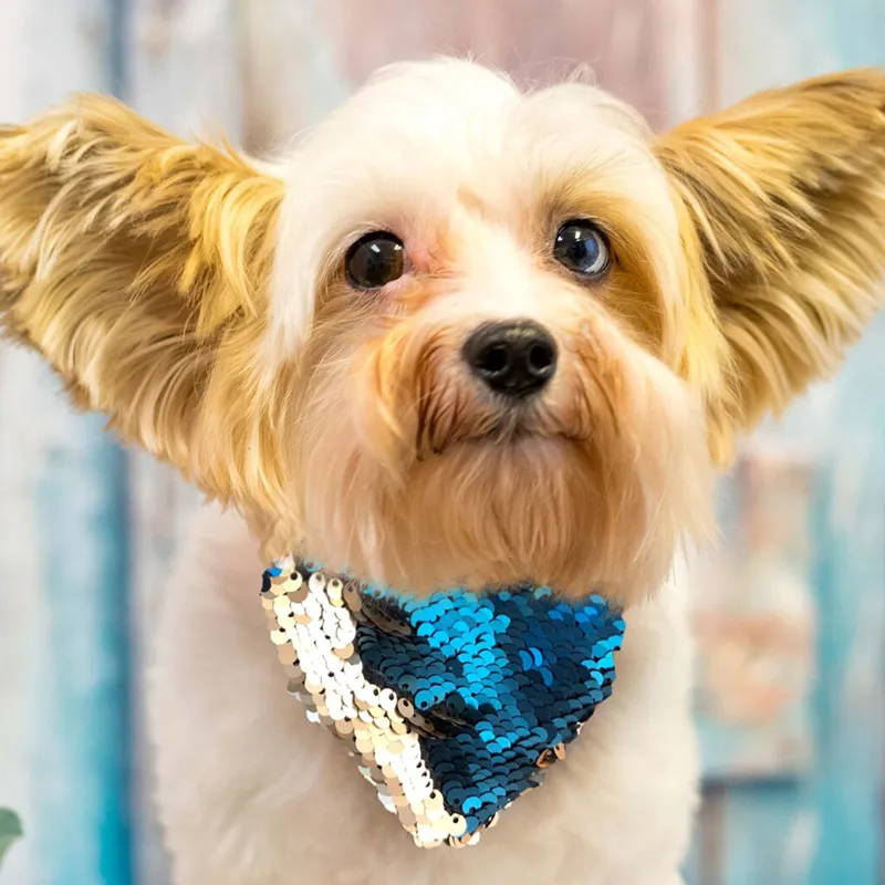 pet bandana